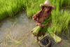 A cheerful female rice farmer in a paddy field 